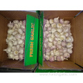 New Season 2019 Normal White Garlic